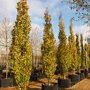 Groene zuilbeuk (Fagus sylvatica 'Dawyck')