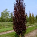 Rode zuilbeuk (Fagus sylvatica 'Dawyck Purple')