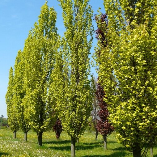 Groene zuilbeuk (Fagus sylvatica 'Dawyck')