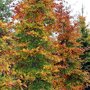 Gewone beuk zuilvorm (Fagus sylvatica) herfstverkleuring