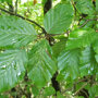 Gewone beuk zuilvorm (Fagus sylvatica)