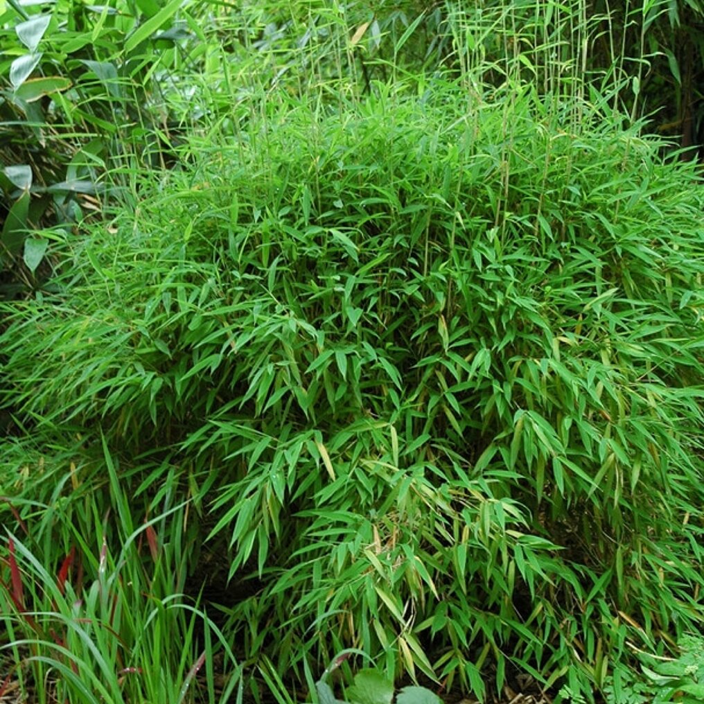Niet woekerende bamboe 'Rufa' kopen? bezorgt ✓ Snel in huis ✓ Advies voor en na aankoop