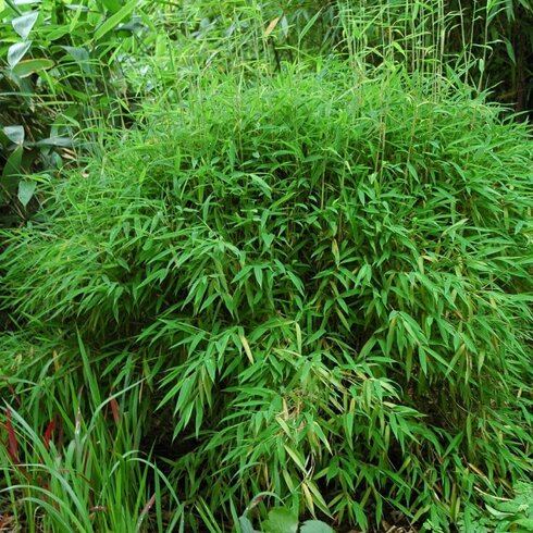 Langskomen Couscous Intensief Bamboe planten kopen | Hoogste kwaliteit - Tuincentrum.nl