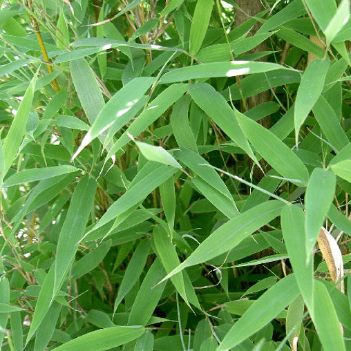 Fargesia murieliae 'Jumbo'