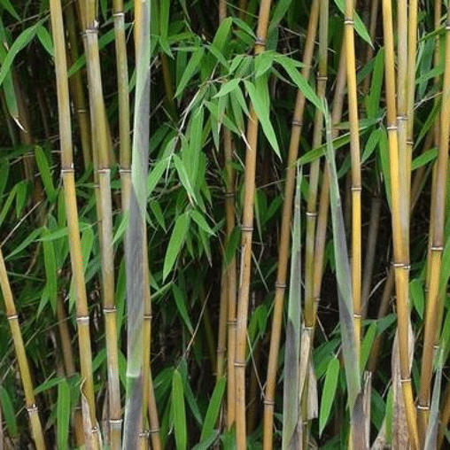 Fargesia nitida 'Great Wall'