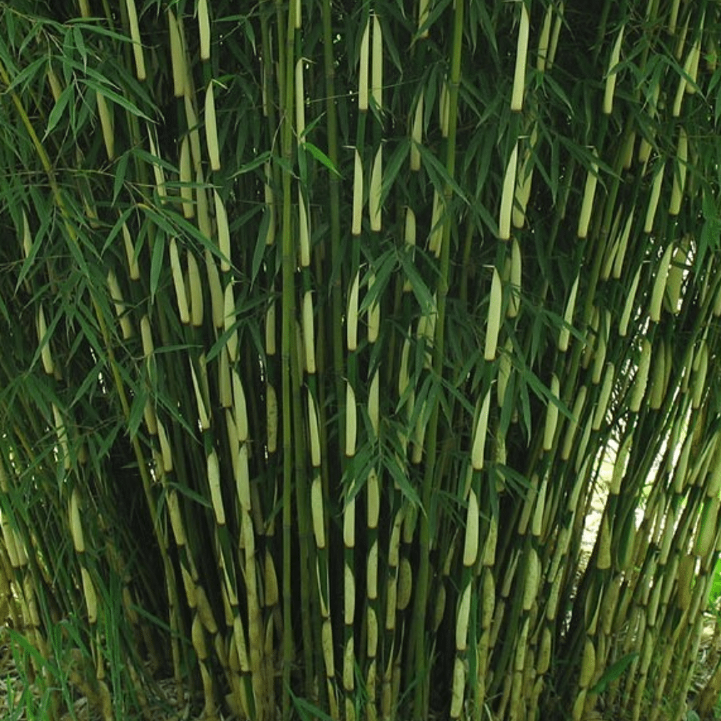 Niet woekerende bamboe 'Pingwu' kopen? Tuincentrum.nl bezorgt Snel in huis ✓ voor en na aankoop