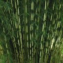 Niet woekerende bamboe 'Pingwu'