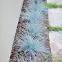 Festuca glauca 'Elijah Blue' in border