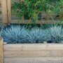 Festuca glauca 'Elijah Blue' in plantenbak