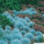 Festuca glauca 'Elijah Blue'