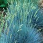 Festuca glauca 'Elijah Blue'