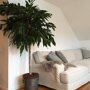 Ficus 'Alii' in woonkamer