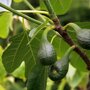 Vijgenboompje - Ficus carica