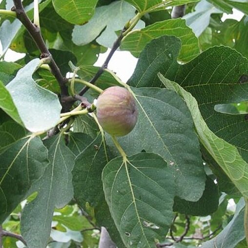 Vijgenboompje - Ficus carica