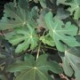 Vijgenboompje - Ficus carica