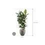 Ficus elastica 'Robusta' in Grigio afmeting