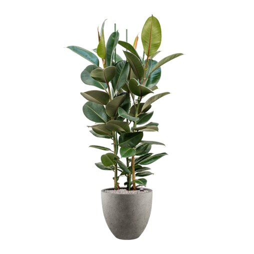 Ficus elastica 'Robusta' in Grigio