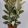 Ficus elastica ‘Tineke’ (rubberboom)
