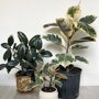 Ficus elastica ‘Tineke’ (rubberboom)