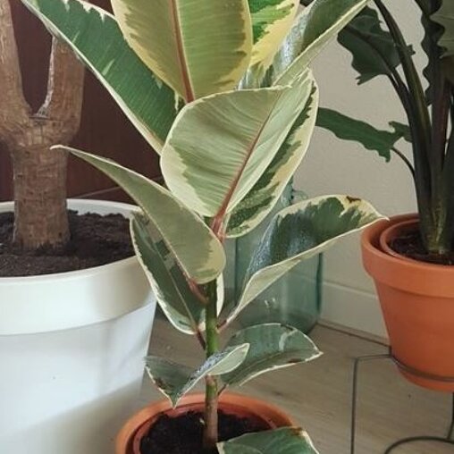 Ficus elastica ‘Tineke’ (rubberboom)