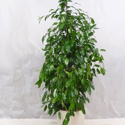 Ficus 'Exotica'