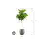 Ficus lyrata in Grigio afmeting