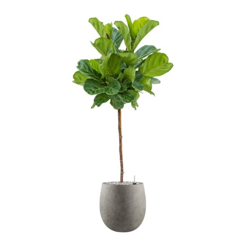 Ficus lyrata in Grigio