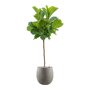 Ficus lyrata in Grigio