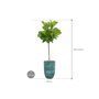 Ficus lyrata in Pure afmeting