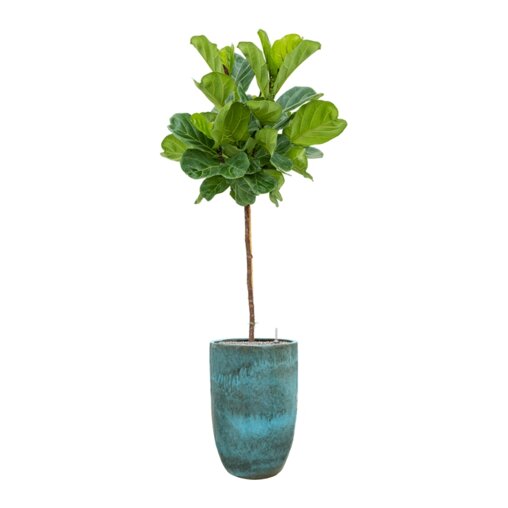 Ficus lyrata in Pure