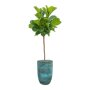 Ficus lyrata in Pure