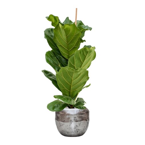 Ficus lyrata in Baq Opus Raw