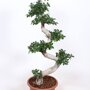 Ficus 'Microcarpa' (bonsai) 100 - 125 cm