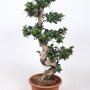 Ficus 'Microcarpa' (bonsai) 80 - 100 cm