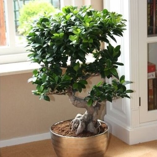 Ficus 'Microcarpa' (bonsai) in pot