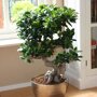 Ficus 'Microcarpa' (bonsai) in pot