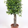 Ficus 'Nitida' rechte stam 100 - 125 cm