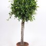 Ficus 'Nitida' rechte stam 125- 150 cm