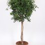Ficus 'Nitida' rechte stam 150 - 175 cm