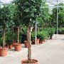 Ficus 'Nitida' rechte stam 175 - 200 cm