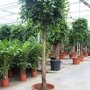 Ficus 'Nitida' rechte stam 225 - 250 cm
