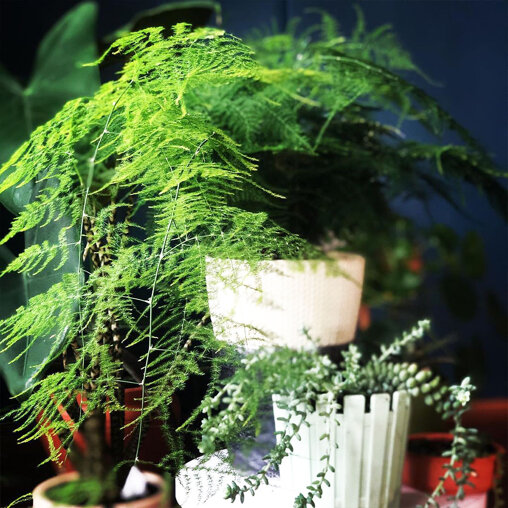 Aspergevaren in sierpot