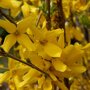 Forsythia intermedia 'Minigold'