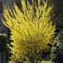 Forsythia intermedia 'Goldrausch'