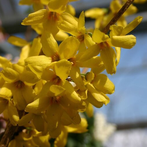Forsythia intermedia 'Goldrausch'