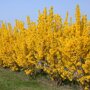 Forsythia intermedia 'Lynwood'