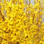Forsythia intermedia 'Minigold'