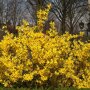 Forsythia intermedia 'Minigold'