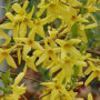 Forsythia intermedia 'Spectabilis'