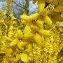 Forsythia intermedia 'Spectabilis'